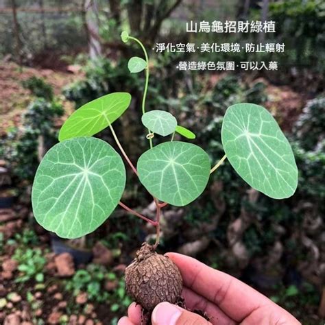 後陽台風水植物|前陽台招財植物大全！15 種適合陽台的植物助你財源。